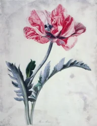 Piezas de flores, amapola oriental